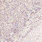 Anti-BDNF Rabbit Monoclonal Antibody